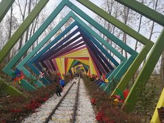 -合肥滨湖国家森林公园