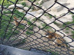 -大连森林动物园