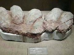 android_upload_pic-自贡恐龙博物馆