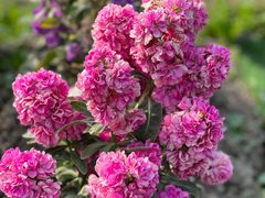 -花开海上生态园