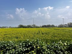 -丫丫蟹庄·苏式园林农家乐·阳澄湖大闸蟹(阳澄湖莲花岛店)