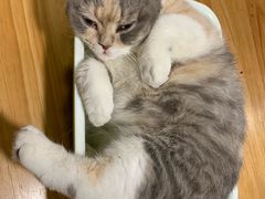 -藦茜花园宠物主题亲子互动体验馆(国顺东路店)