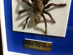 -上海昆虫博物馆