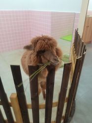 -Moni星球萌宠·小马宝莉·灵蛇·高端高阶全萌宠互动体验俱乐部(红豆国际广场店)