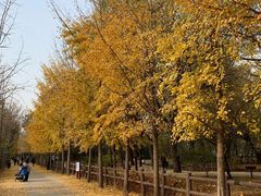 -北京麋鹿生态实验中心
