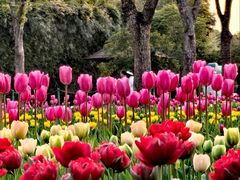 -大宁郁金香公园-停车场