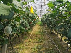 -马陆小张葡萄园农家乐