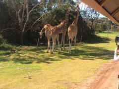 -威勒比开放式动物园