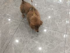 -艾贝尔宠物医院·宠保定点·超声绝育·免疫点(樱花路店)