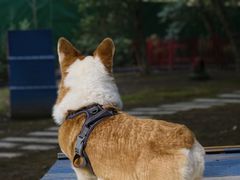 -上海佘山世茂艾美酒店