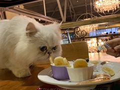 -more than meow吴止猫主题餐厅(承德 中船汇店)