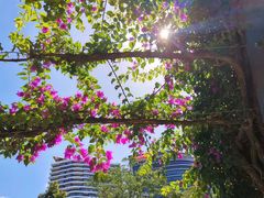 -布里斯班南岸公园