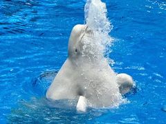 -海合安成都极地海洋公园