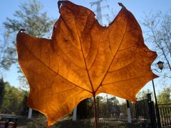 -永定河休闲森林公园