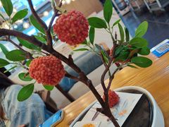 -粉巷13號陕菜馆