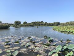 -白洋淀风景区