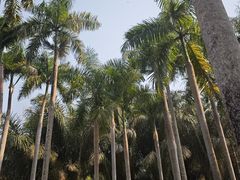 -中国科学院西双版纳热带植物园