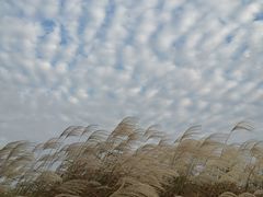 -春花秋色城市公园