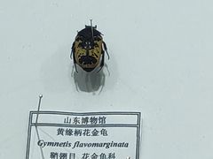 -烟台市博物馆