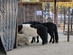 -保定市动物园