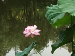 -陈家山荷花公园