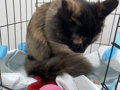 -心仪动物医院·牙专科·肿瘤·心脏科(西客站院)