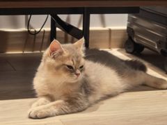 -momokira米努特·德文卷毛猫·棉花面纱犬
