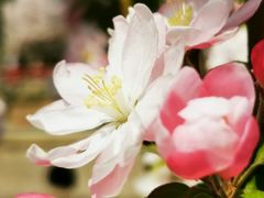 -海棠花溪(元大都城垣遗址公园)