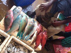 -尼甘布海鲜市场