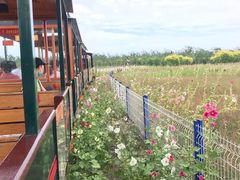 -西青郊野公园