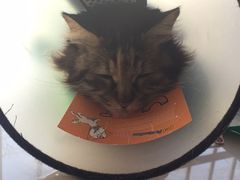 -瑞派福兴宠物医院犬猫全科·骨科·中西医结合(河东店)