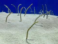 -上海海洋水族馆