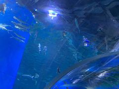 -顺德南宏海立方海洋公园