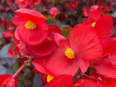 -广东花都香草世界旅游度假区