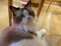 -滚猫咖啡·猫咖·猫友好撸猫(未来城店)