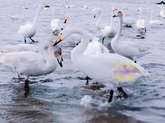 -烟墩角天鹅湖