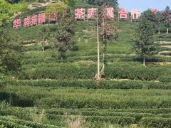-华祥苑茶馆•国缤茶小蓝罐(普罗旺斯店)