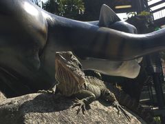 散养的猎晰-可伦宾野生动物保护区