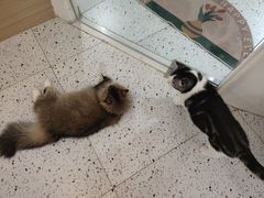 -猫域·湾主题猫咖·宠物吧(南坪城市广场店)