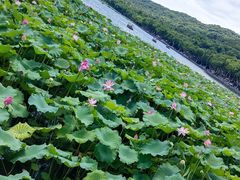 -西湖游船