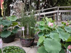 -荔湾湖公园