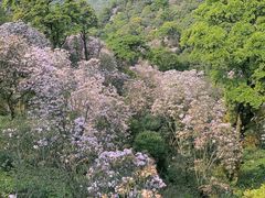 -梧桐山风景名胜区
