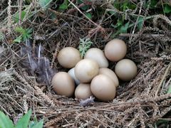 龙湖东院野鸡蛋-龙湖东院农庄(乡间小路店)
