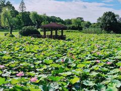 -宜兴龙背山森林公园