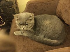 -猫色咖啡·猫咖
