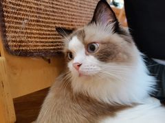 -滚猫咖啡·猫咖·猫友好撸猫(未来城店)
