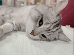 -芭比堂宠物医院·全科爱猫医院·仁德分院