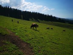 -新疆那拉提国家旅游度假区