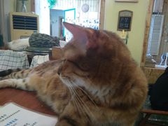 猫-猫色咖啡·猫咖