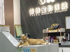 -派特宠物医院(圆融广场店)